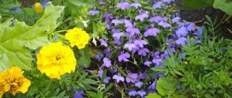 30 unpretentious perennial long-blooming flowers for the garden that will not require special care from you. Titles and photos 