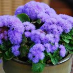 Ageratum (70 photos): types and features of care