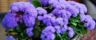 Ageratum (70 photos): types and features of care