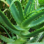 aloe tree photo