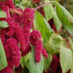 Amaranth caudate.