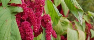 Amaranth caudate.