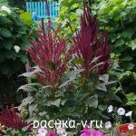 Amaranth can be planted near the fence