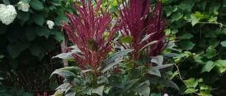 Amaranth can be planted near the fence