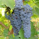 Amur grapes