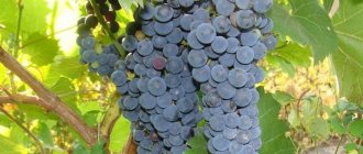 Amur grapes