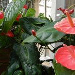 Anthurium