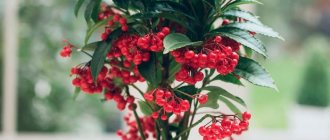 Ardisia