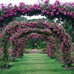 arches for roses over the path