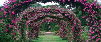 arches for roses over the path