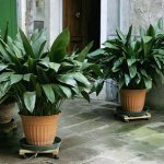 Aspidistra in pots