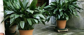 Aspidistra in pots