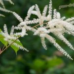 Astilbe simplefolia