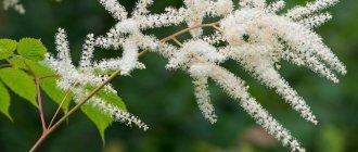 Astilbe simplefolia