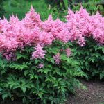 Astilbe Japanese Peach Blossom: description, photo, planting and care