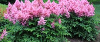 Astilbe Japanese Peach Blossom: description, photo, planting and care