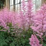 astilbe