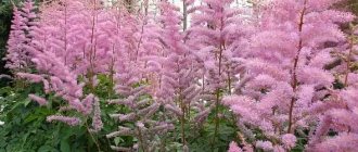 astilbe