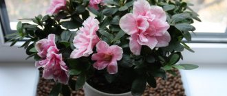 Azalea on the windowsill