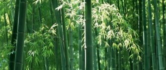 Бамбук принадлежит к семейству злаковых культур