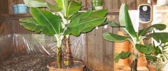 Banana tree - description of the culture, how many times does it bear fruit, how to grow it at home?