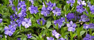 Periwinkle