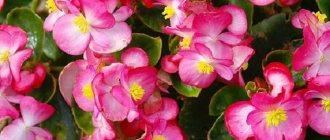 begonia