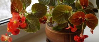 Begonia (70 photos): types and features of care