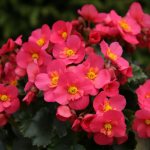 Garden begonia - how to plant and care for a flower in the country