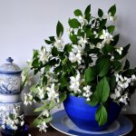 White flowers on indoor jasmine in a blue pot