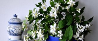 White flowers on indoor jasmine in a blue pot