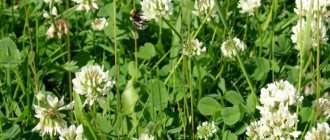 white clover for lawn reviews