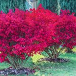 Euonymus - an ornamental shrub for a bright autumn