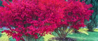 Euonymus - an ornamental shrub for a bright autumn