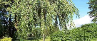 Silver birch