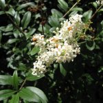 Common privet - the most winter-hardy species, is most often grown in the soil and climatic conditions of the central zone of our country