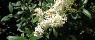 Common privet - the most winter-hardy species, is most often grown in the soil and climatic conditions of the central zone of our country