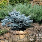 Thanks to coniferous plants, the garden plot becomes elegant, solemn, stylish and self-sufficient