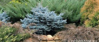 Thanks to coniferous plants, the garden plot becomes elegant, solemn, stylish and self-sufficient