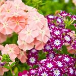 Phlox diseases and methods of their treatment - detailed description with photographs