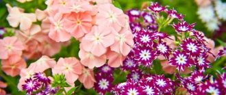 Phlox diseases and methods of their treatment - detailed description with photographs