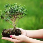 bonsai - tree in miniature