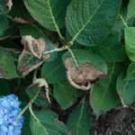 Pest and Disease Control - Tree Hydrangea