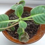 Pest and Disease Control - Gloxinia