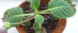 Pest and Disease Control - Gloxinia