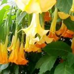 brugmansia flower