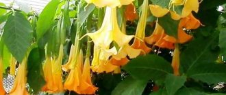 brugmansia flower