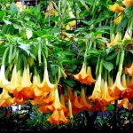 Brugmansia golden photo