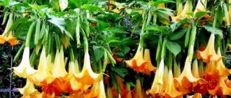 Brugmansia golden photo