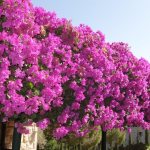 bougainvillea